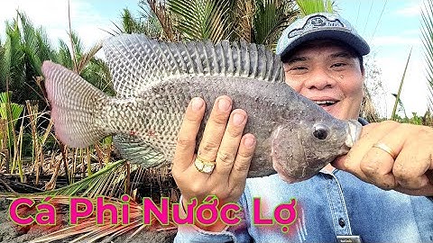 Câu Cá Rô Phi Nước Lợ.Cá thiên nhiên to quá.