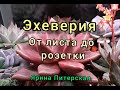 Эхеверия. От листа до розетки.