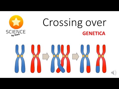 Video: Wat is koppeling in meiose?