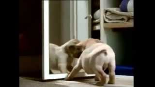Top 10 Best Cutest Puppies Commercials Compilation Watch the collec...