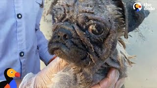 Woman Flies Over A Continent To Rescue Sick Pug From Another Country | The Dodo