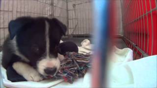 Joy, border collie - first week in new home! by Lab&bc 502 views 9 years ago 5 minutes, 17 seconds