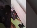 Dog's Reaction to Owner's Kiss