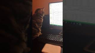 Котики Котики