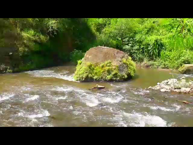 suara air mengalir di hutan untuk terapi ketenangan dan pikiran,suasana alami asri dari dalam hutan class=