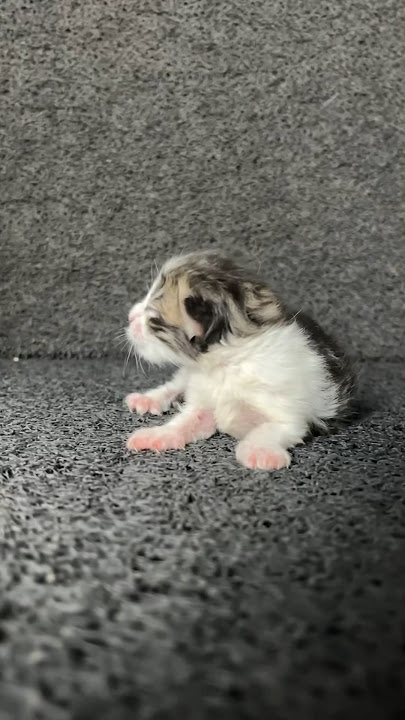 Di kira kegirangan ternyata malah lahiran 😁 #kucing #kucinglucu #kitten #cat