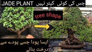 how to make jade bonsai | jade plant care | #youtube #hrplantology