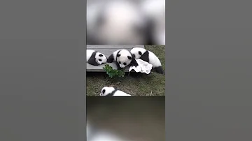 Почему Панды так опасны для Человека