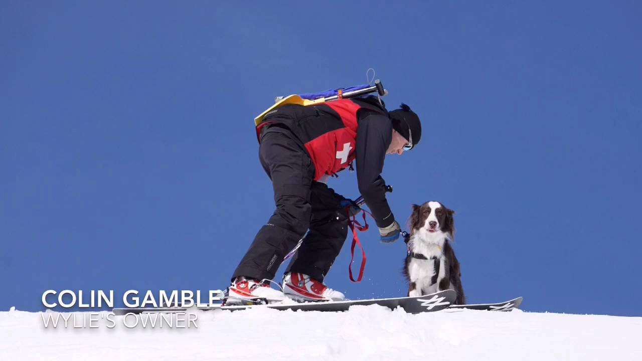 Watch an Avalanche Rescue Dog Perform