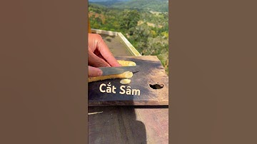 Sâm Dây Ngâm Rượu  #samngoclinh #samday #dangtaynguyen