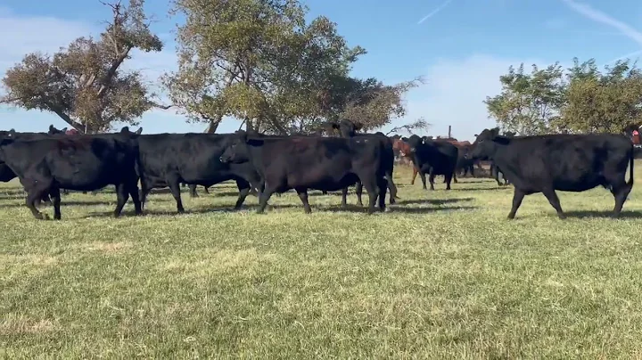 The Cattle Range Listing 511D019