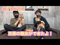 【初コラボ！】大好きな豆柴Youtuberさんとのコラボでまさかの結末…【後編】