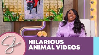 Hilarious Animal Videos | Sherri Shepherd
