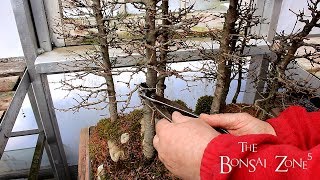 My Larch Bonsai Forest, Part 2, The Bonsai Zone, April 2018