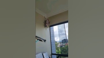 ➡️Cucaracha Gigante 😱 #miedo #insectos #humor