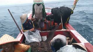 Penangkapan Ikan Kamojo Payang Pasir Baru Biduak Promag
