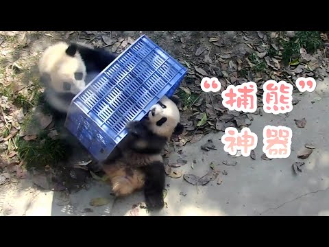《熊貓主題趴》得筐者得熊貓 | iPanda熊貓頻道
