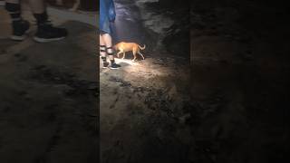Underground Mine Exploring With A Dog