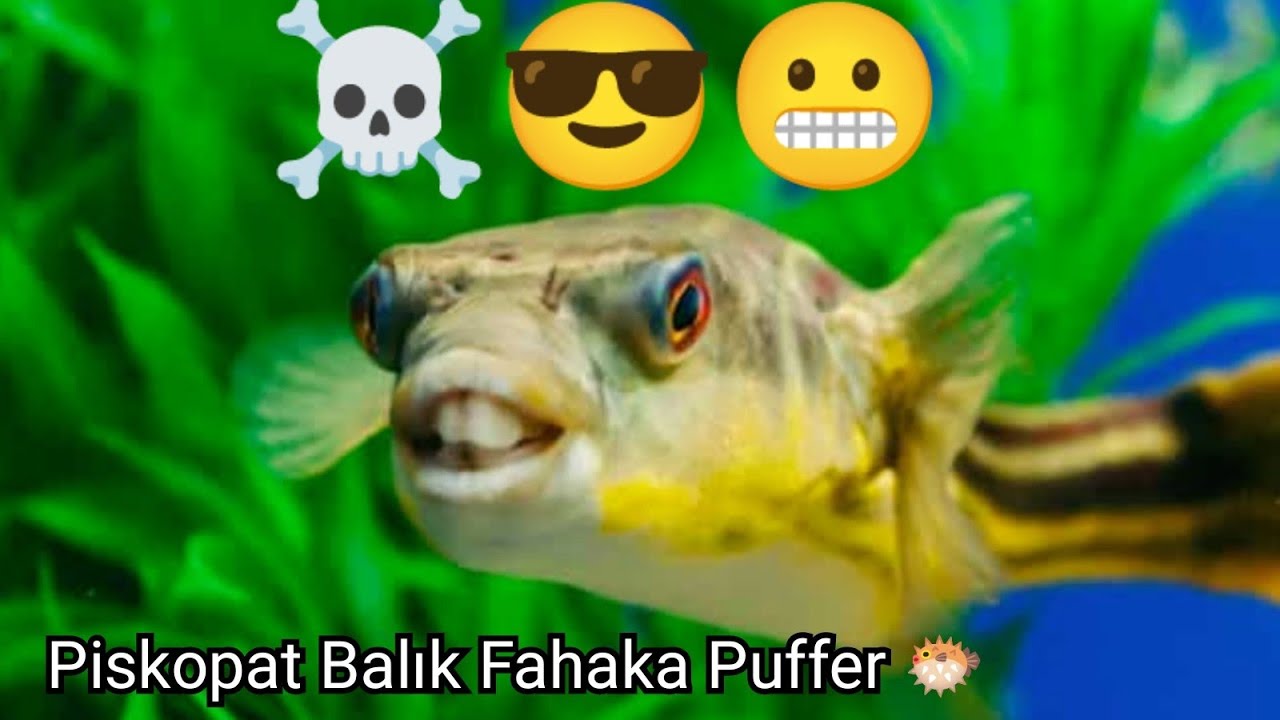 Yeni Piskopat Balığım Fahaka Puffer😱.Nudo Consept Akvaryum Vlog👍