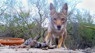 Scaredy-Cat Coyotes: 13 Cautious Coyotes Over 4 Years Compilation