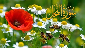 سورة النحل | القارئ عبدالكريم العداني