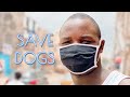 Saving Homeless Dogs in Dakar, Senegal - Animal Protection in Practice