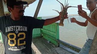 tidak disangka mancing dapat lobster di ibukota Nusantara penajam
