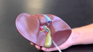 Liver Model Liver Model