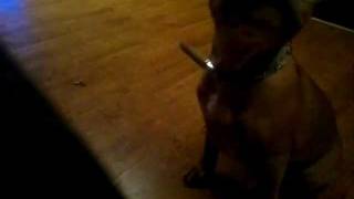 3 Month Old Staffy Pup Doing Tricks