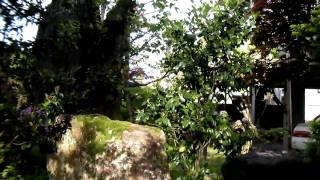SANY0252.MP4 自宅の庭と藤