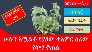 ለአርትራየይተስ ህመም ከሳማ የሚዘጋጅ ምርጥ መላ// nettle as an anti-inflammatory treatment