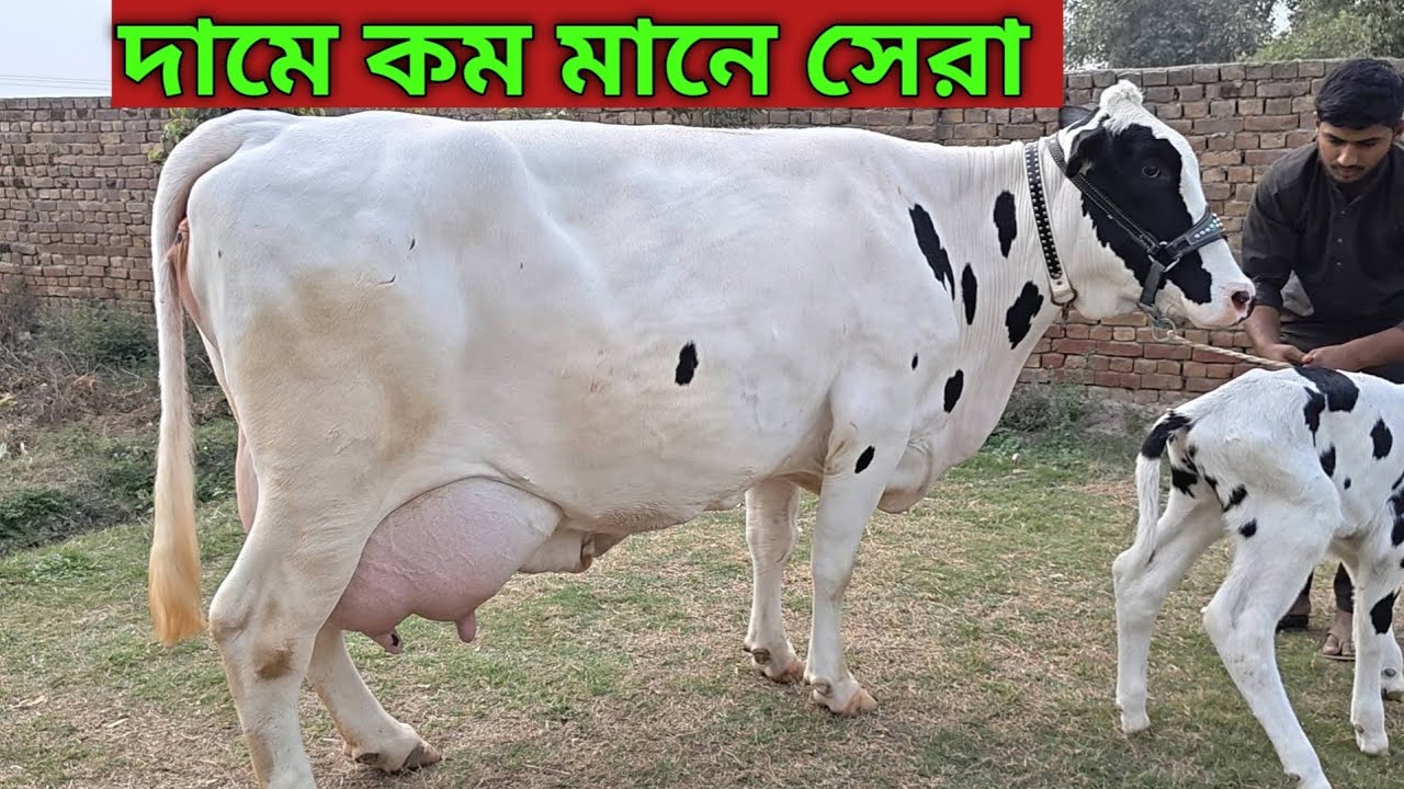 ২ দাঁত, ৪ দাঁত খামার উপযুক্ত গাভী ২৫-৩০ লিটারের বর্ডার ক্রস রনি ভাইয়ের ফাটাফাটি কালেকশন