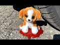 Crushing Crunchy & Soft Things by Car! EXPERIMENT: Car vs Dog Toy