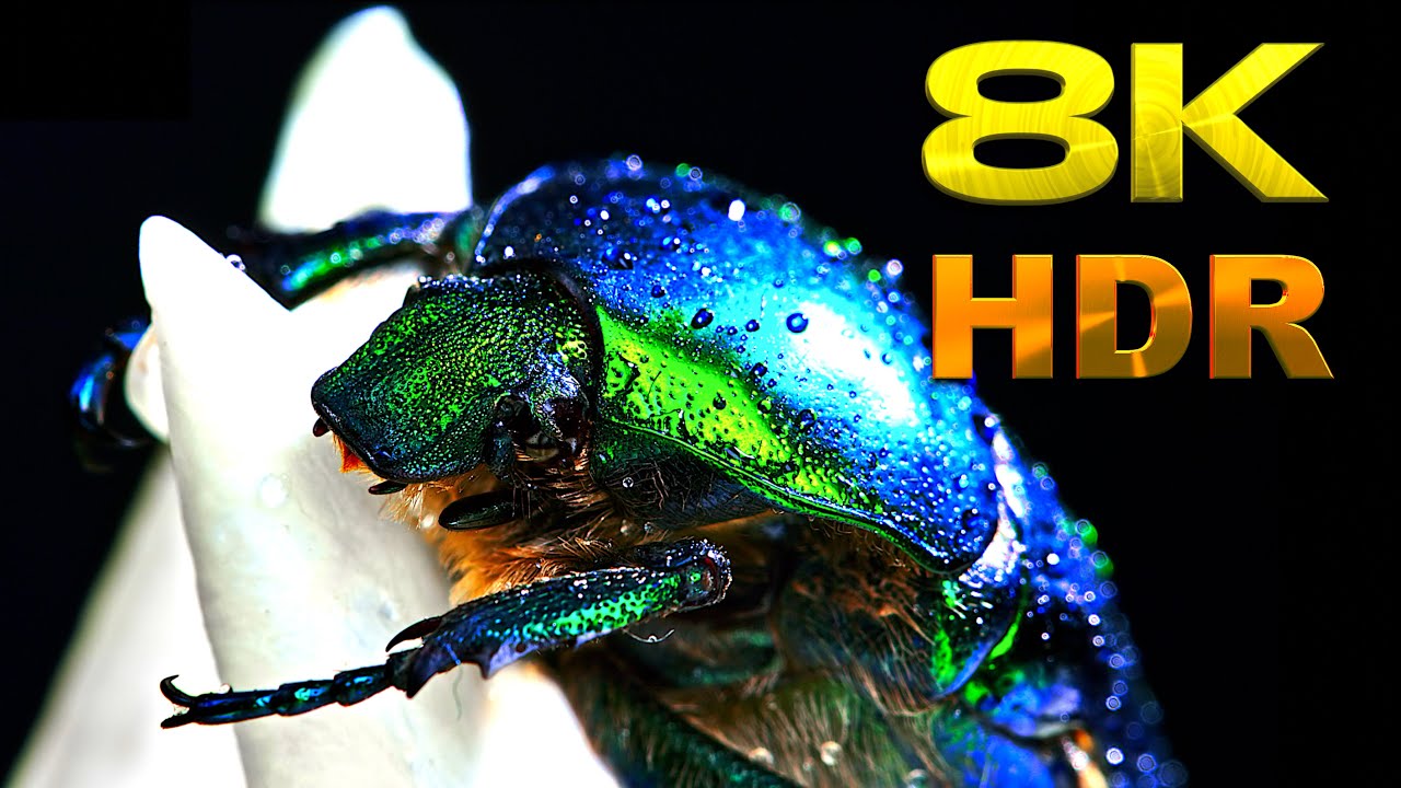 1 Hour - Macro World of Insects (8K 7680x4320) - YouTube