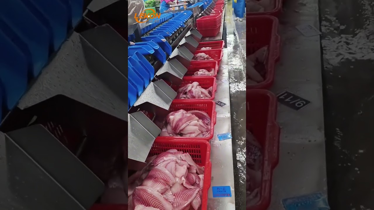 Tilapia Fish Fillet Grading Sorting Machine
