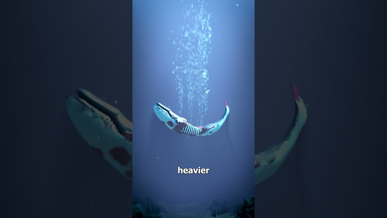 What Happens When A Whale Dies 