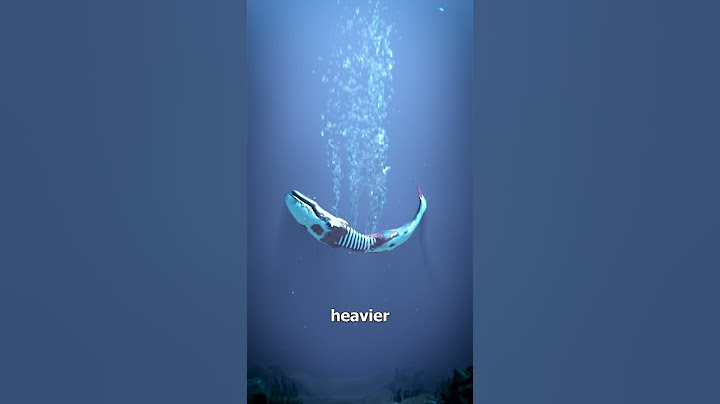 What Happens When A Whale Dies? 😢