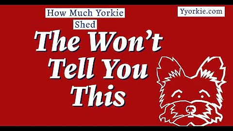 Do Yorkshire Terriers shed a lot of hair?