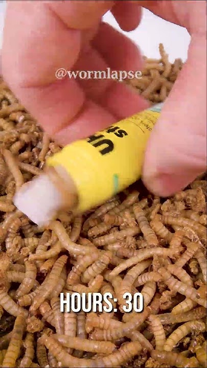 Do Mealworms Eat Glue YouTube do-mealworms-eat-glue-youtube