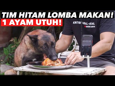 ANUBIS MAKAN AYAM UTUH KILAT BGT!