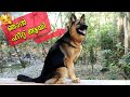 My Dog's First Heat (Period) | LIFE OF TESSA | ടെസ്സ ഹീറ്റ് ആയി : How To Answer Children's Questions