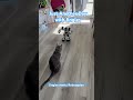 Jingles challenges an invader! #jinglesthecat #catvideos