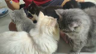 Rebutan nyemil me-o Creamy Treats I Kucing Mbak Mutiara screenshot 5