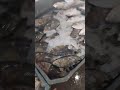 25.10.2025 Египет Рыбный рынок.