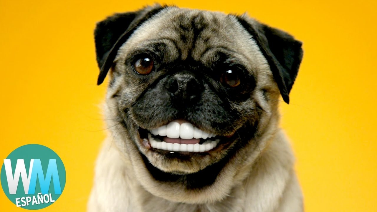 Top 5 DATOS Sobre los PERROS latinos auto sales