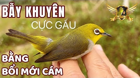 Bẫy Đấu Vành Khuyên Quát Căng Bằng Mộc Mới Cám - Kêu Cái Là Có Chim Về Đánh - Pleci Bird Trap | KTB