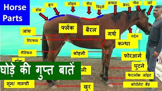 देख लो  घोड़े के शरीर के अंगों  के रहस्य Secrets Of Horse Body Parts -  Horse Video घोड़ा विडियो