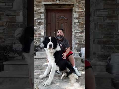 Άργος ΕΛΛΗΝΙΚΌΣ ΠΟΙΜΕΝΙΚΌΣ