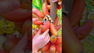 buah pisang langka yang jarang di temui| rare banana fruit that is rarely encountered|