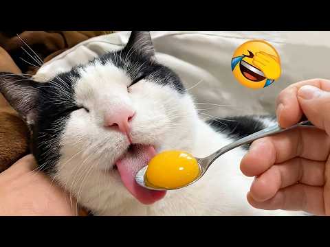 Funny animals that will instantly boost your mood 😄